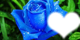 Rosa Azul Fotomontaż