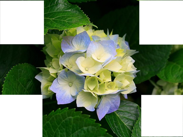 Cadre de fleur Valokuvamontaasi