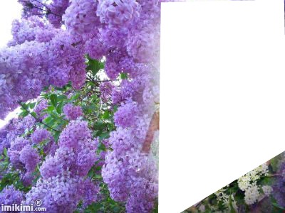 lilas mauve laly Photo frame effect