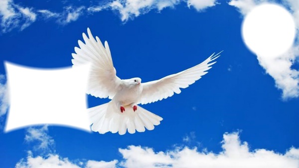 Pigeon blanc Montaje fotografico