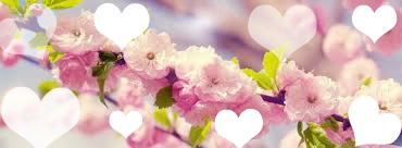 amour des fleurs de cerisiers Fotomontasje