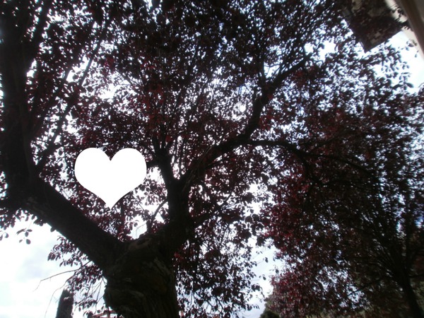 Coeur parmi les feuilles Photomontage
