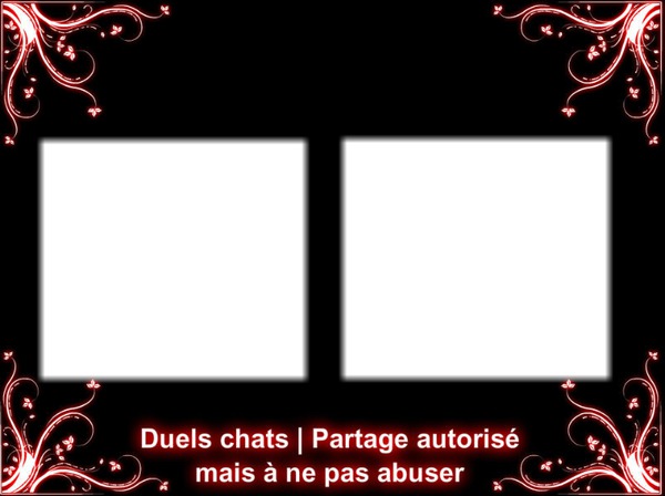 Duels chats Montage photo