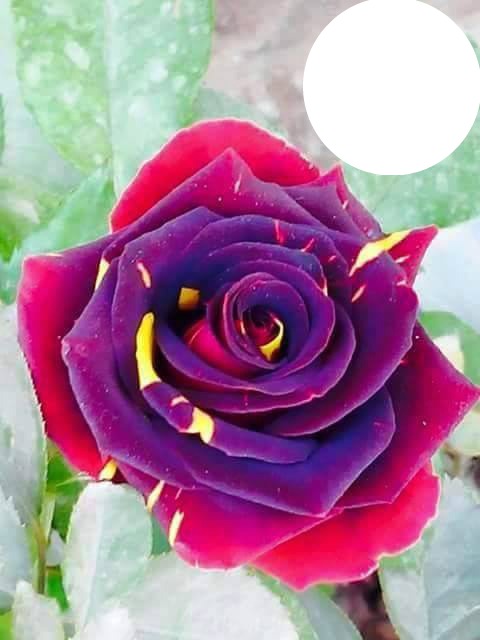 Gekleurde roos Fotomontaż