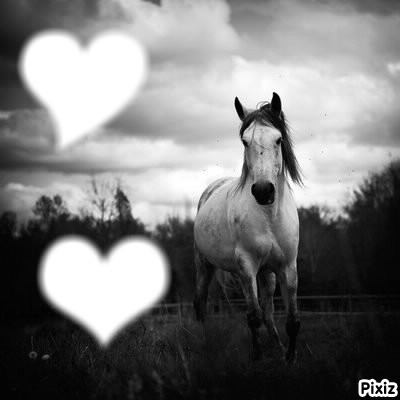 le cheval Photo frame effect