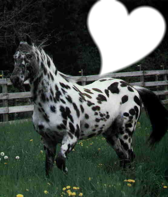 cheval appalosa Photomontage