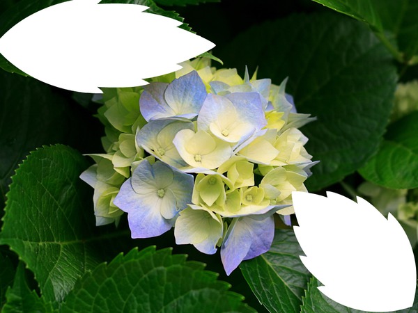 fleur d'été Fotomontāža