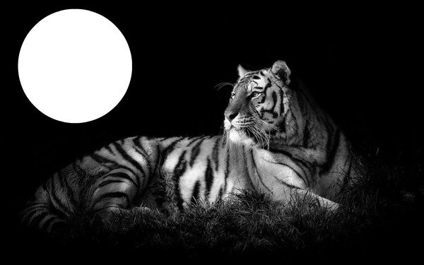 Бял Тигър Фотомонтаж