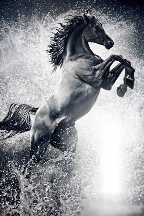 horse Fotomontage