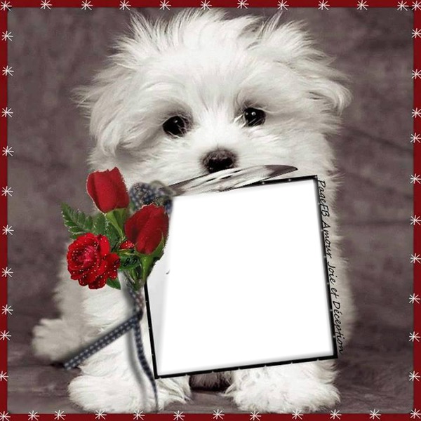 cadre rose Photo frame effect