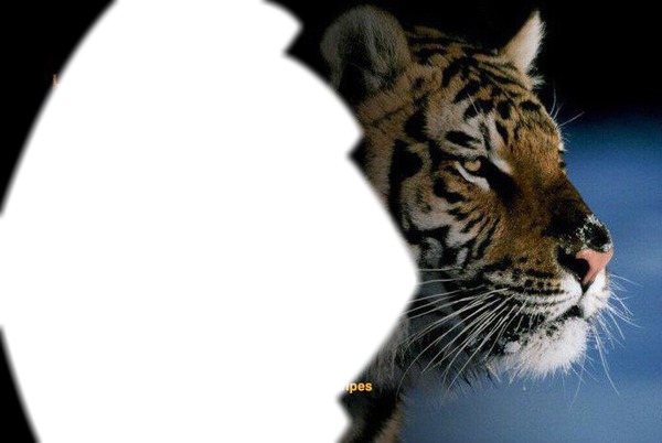 tigers Fotomontage