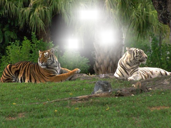 tygrysy Montaje fotografico