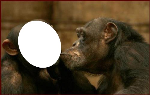 Bisou baveux d'une singe cochonne Photomontage