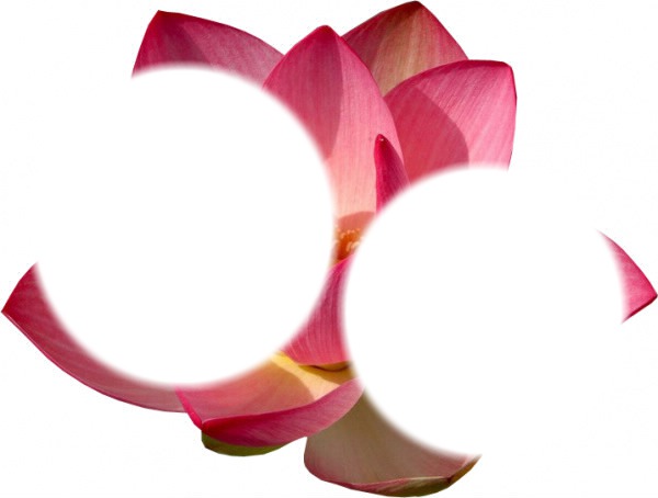 Fleur de lotus Photo frame effect