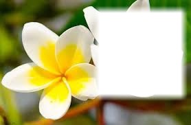 Fleur Tiarer jaune Φωτομοντάζ