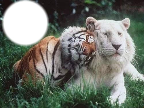 tigre et lion blanc Valokuvamontaasi