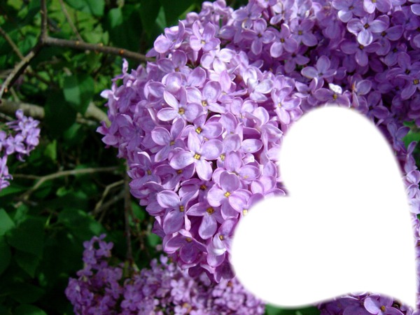 coeur de lilas ,gitan Montage photo