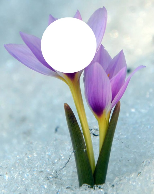 çiçek Fotomontasje