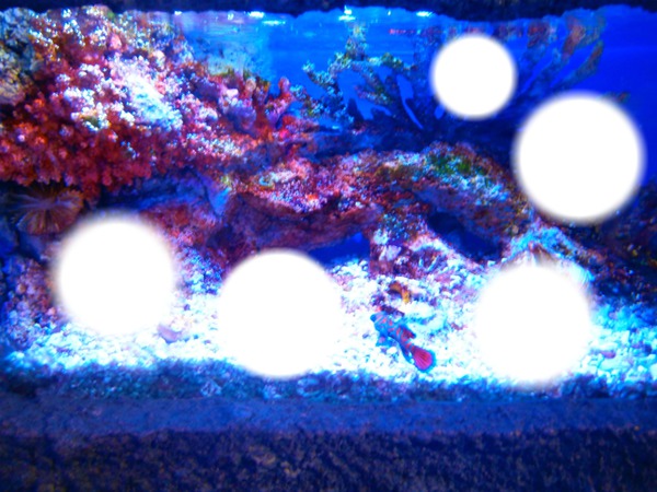Corail Photo frame effect