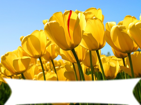 Tulipany Fotomontaż