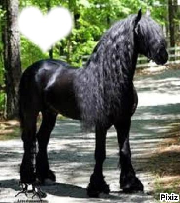 !! Black Horse !! Photo frame effect