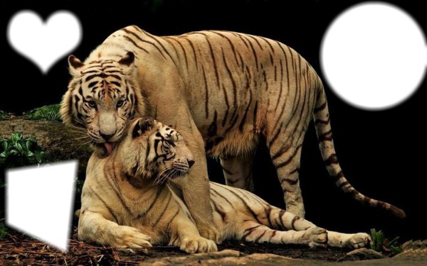 tigres Fotomontagem