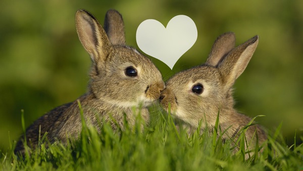 heart bunny Photo frame effect