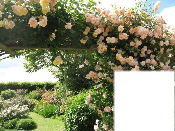 jardin de roses Photo frame effect