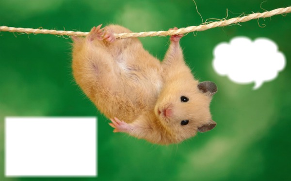 Le Hamster Fotomontaggio