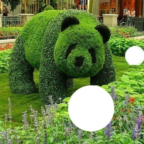 Oso panda, echo de planta, 1 foto Montaje fotografico