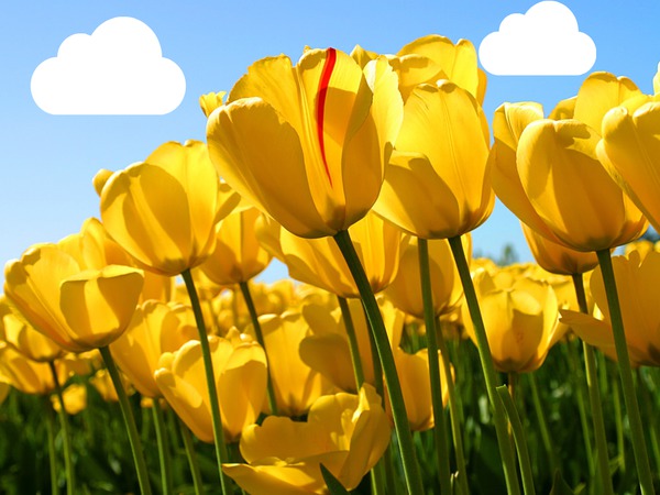 tulipanes amarillos sol フォトモンタージュ
