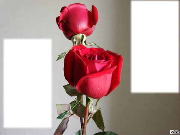 Quelque roses!* Photo frame effect