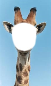 girafe Fotómontázs