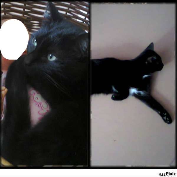 Mon chat D'amour<3 Photomontage