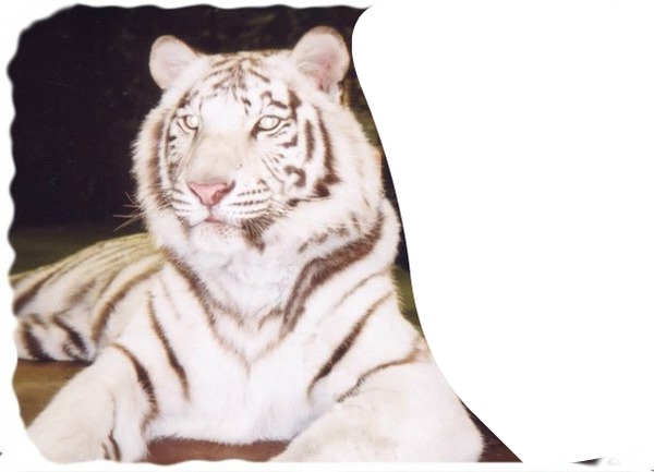 le tigre au repos Photomontage