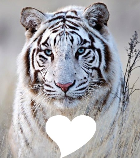 Tigre blanc tigré Φωτομοντάζ