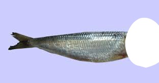 sardine フォトモンタージュ