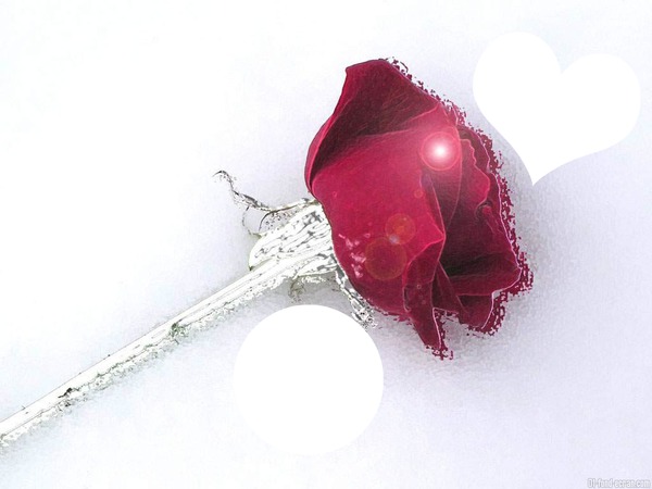 rose coeur Fotomontage