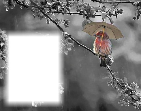 Journée de pluie Fotomontage