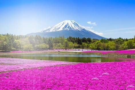 Volcan en lila Montaje fotografico
