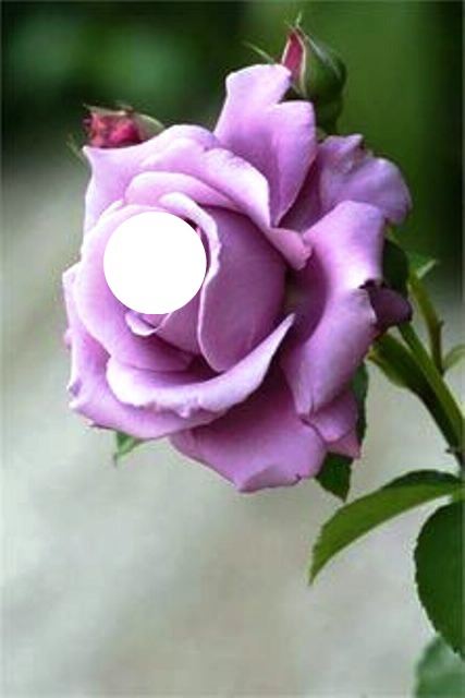 la rose viollette Fotomontaggio