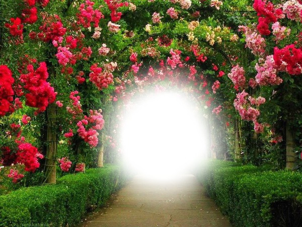 Jardin de Rosas Tunel Photo frame effect