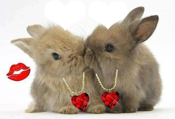 2 lapins amoureux 2 photos Fotómontázs