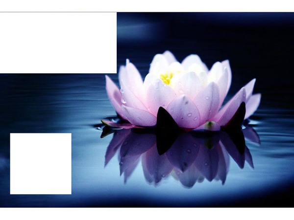 Fleur de lotus Photo frame effect
