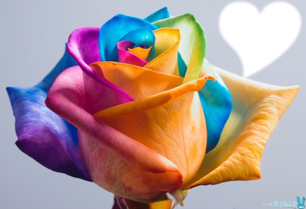 rose multicolore Fotomontáž