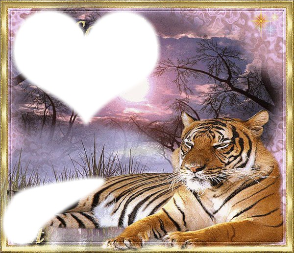 tigre au repos Photomontage
