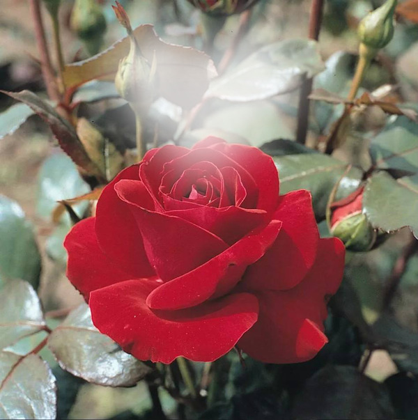 rosas rojas Montaje fotografico