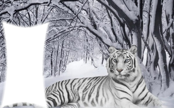 Tigre blanc Fotomontáž