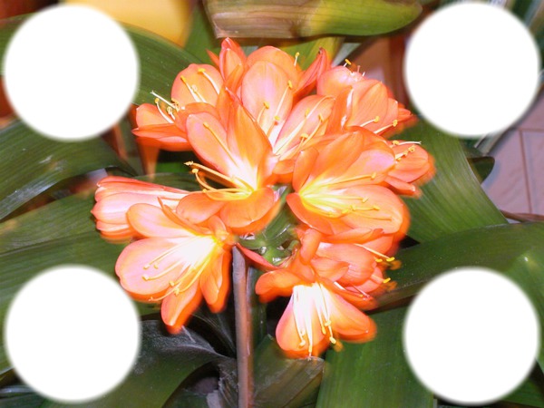 fleur orange Fotomontaža