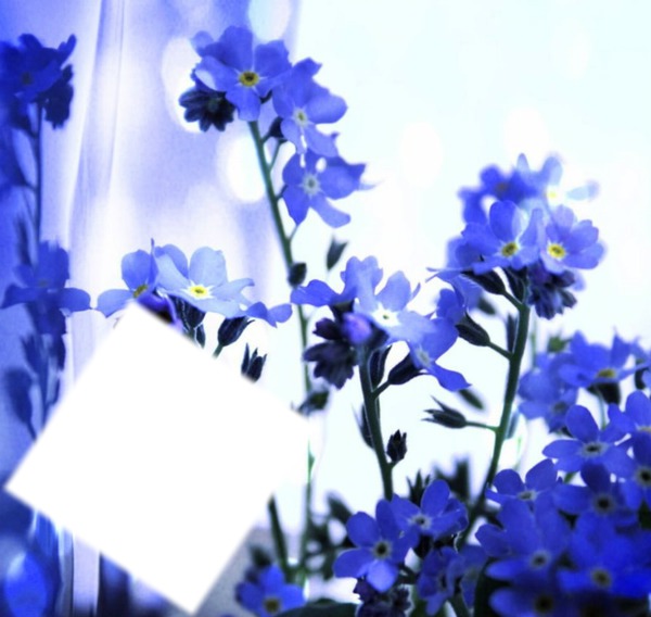fleurs bleu Fotomontaggio